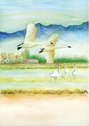 Janis Howes' &quot;Trumpeter Swans of Skagit Valley Farmlands&quot; won the Puget Sound Bird Fest Poster Art Contest